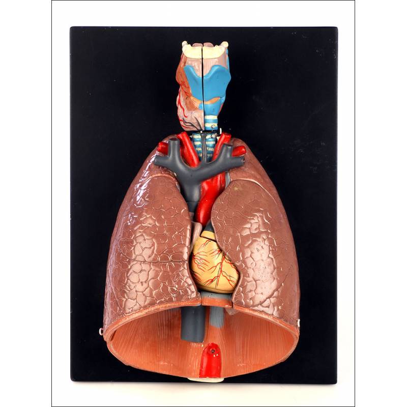 Antique Thoracic Anatomical Model. Germany, Circa 1950