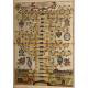 Engraving with the Family Tree of the Archdukes of Austria. Original from 1608