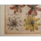 Magnificent Original Engraving by Emanuel Sweert. Germany, XVII Century. In Very Good Condition
