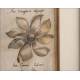 Magnificent Original Engraving by Emanuel Sweert. Germany, XVII Century. In Very Good Condition