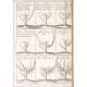 Gardening, 1739. France. Instruction pour les jardins fruitiers et potagers. Two volumes