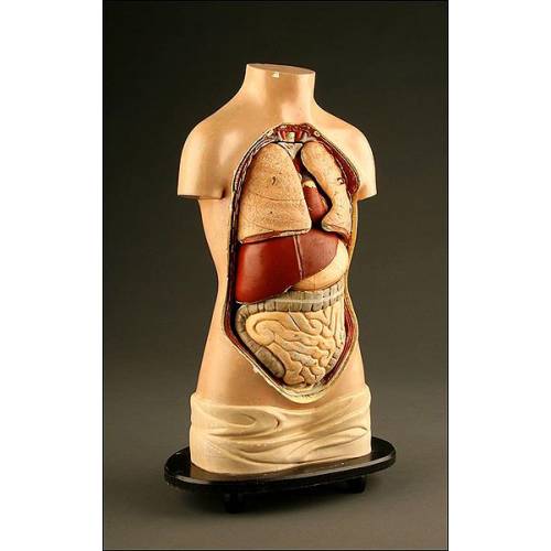 Modelo Anatómico para Demostraciones de Medicina Interna con Órganos Extraibles. 1900