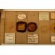 Colección Inglesa de Preparados para Microscopio, S. XIX-XX. Bien Conservados y Etiquetados a Mano