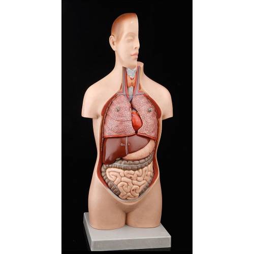 Complete Somso Anatomical Torso with all parts. Germany, 70's
