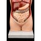 Complete Somso Anatomical Torso with all parts. Germany, 70's