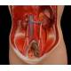 Complete Somso Anatomical Torso with all parts. Germany, 70's