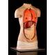 Detachable Torso for the Study of Anatomy. Year 1957. Complete