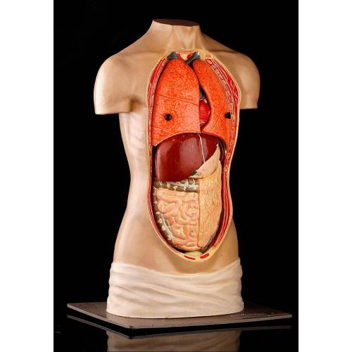 Detachable Torso for the Study of Anatomy. Year 1957. Complete