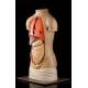 Detachable Torso for the Study of Anatomy. Year 1957. Complete