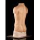 Detachable Torso for the Study of Anatomy. Year 1957. Complete