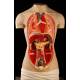 Detachable Torso for the Study of Anatomy. Year 1957. Complete